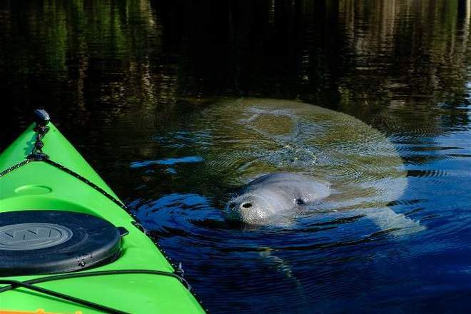 Manatee Encounter Kayak Tours