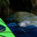 Create Listing: Manatee Encounter Kayak Tours