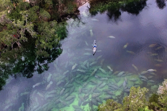 Manatee Encounter Kayak Tours
