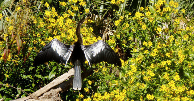 Wekiva River Kayak Tour