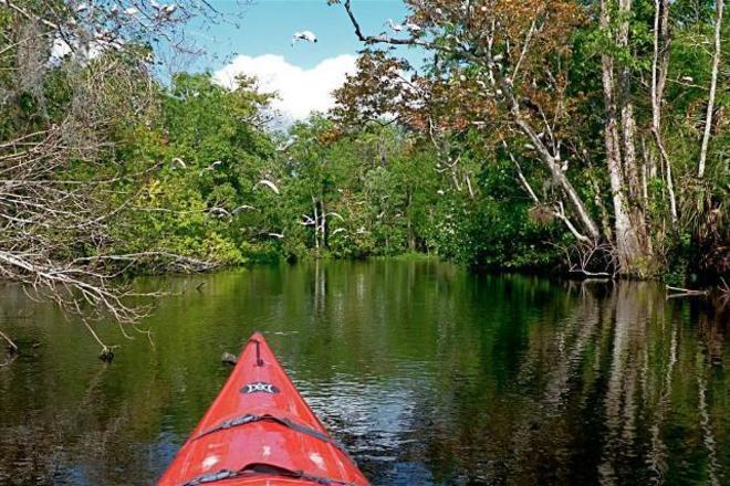 Wekiva River Kayak Tour