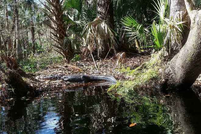 Econlockhatchee River Kayak Tour