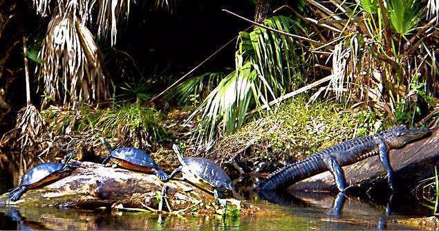 Econlockhatchee River Kayak Tour