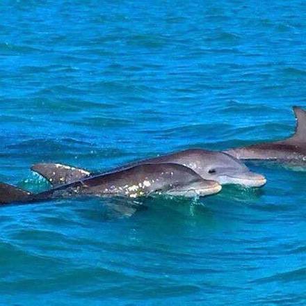 Dolphin Watching - 2 or 3 Hour Charters! Up to 6 People