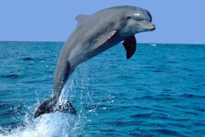 Dolphin Watching - 2 or 3 Hour Charters! Up to 6 People