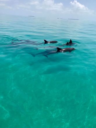 Dolphin Watching - 2 or 3 Hour Charters! Up to 6 People
