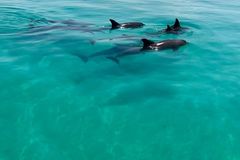 Create Listing: Dolphin Watching - 2 or 3 Hour Charters! Up to 6 People