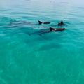 Create Listing: Dolphin Watching - 2 or 3 Hour Charters! Up to 6 People