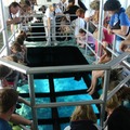 Create Listing: Glass-Bottom Boat Cruises in Key Largo