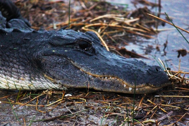 2 Hour Airboat Adventure