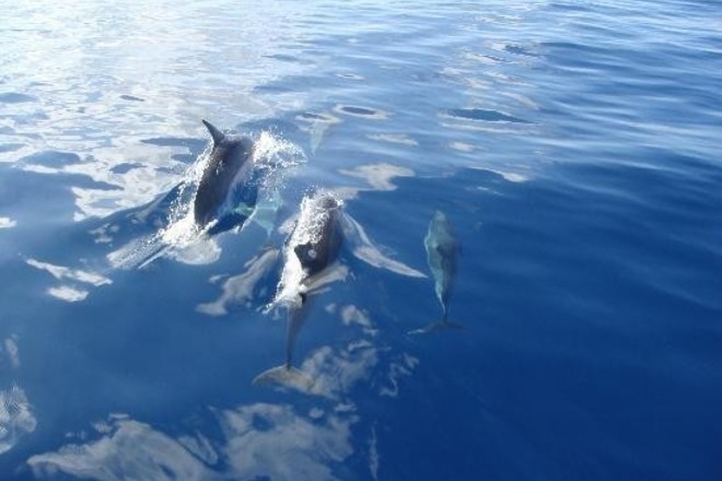 Glass Bottom Reef Tour