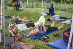 Create Listing: Maui Goat Yoga with Our Miniature Goats