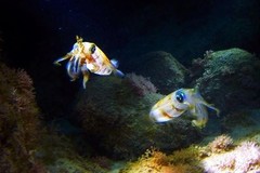 Create Listing: Night Dive - Marine Preserve North Shore