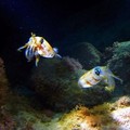 Create Listing: Night Dive - Marine Preserve North Shore