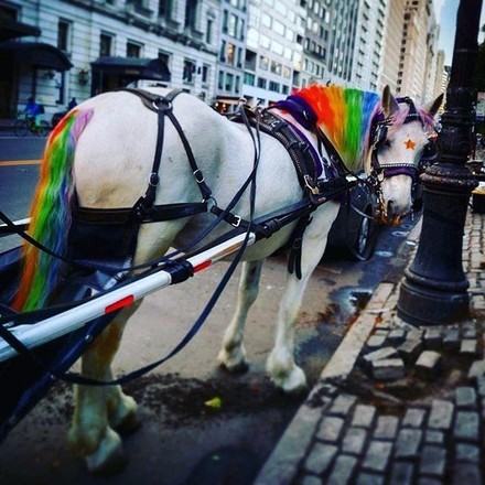 New York City Horse-Drawn Carriage Rides