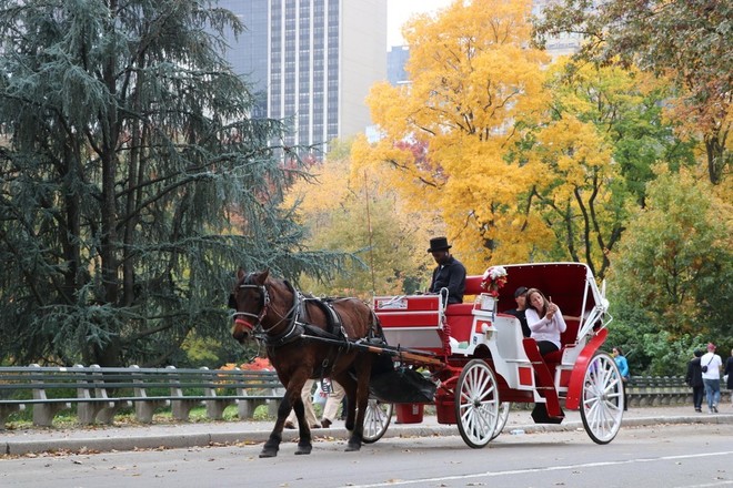 New York City Horse-Drawn Carriage Rides