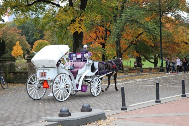 New York City Horse-Drawn Carriage Rides