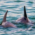 Create Listing: Dolphin and Wildlife Adventure - Island Breeze - 1.5hrs