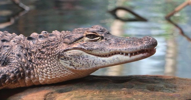 Gator Night