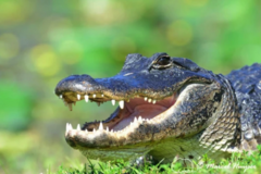 Create Listing: Everglades Airboat Adventure + FREE South Beach Bike Rental