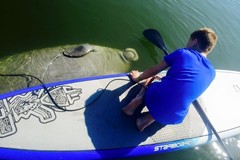 Create Listing: Mucho Manatee Experience - Paddle Board & Kayak