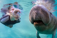 Create Listing: The Real Florida Manatee Adventure -  Approx. 12 Hours