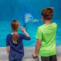 Create Listing: Clearwater Beach Marine Aquarium Adventure with Lunch