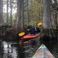 Create Listing: Wild & Scenic Loxahatchee River Tour | 2 Hr | Jupiter FL