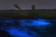 Create Listing: Private Bioluminescence Paddle Tour