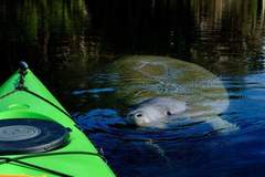 Create Listing: Private Orlando Manatee Encounter