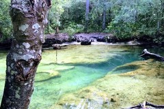 Create Listing: Chassahowitzka Wildlife Kayak Tour - 3 Hours • All Ages