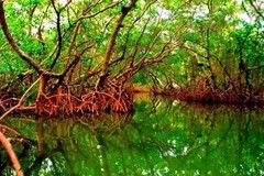 Create Listing: Guided Kayak Mangrove Tunnel Tour - 2hrs