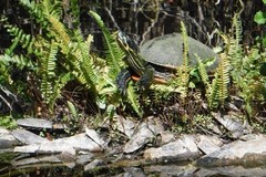 Create Listing: Everglades National Park Guided Kayak Eco Tour - 3hrs