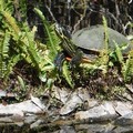 Create Listing: Everglades National Park Guided Kayak Eco Tour - 3hrs