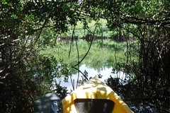 Create Listing: Turner River to Chokoloskee Kayak Tour - 7hrs