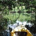 Create Listing: Turner River to Chokoloskee Kayak Tour - 7hrs