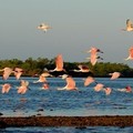 Create Listing: Everglades National Park Expedition-3.5hrs