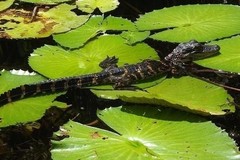 Create Listing: Orchids & Alligators Kayak Eco Tour - 3hrs