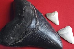 Create Listing: Venice Shark's Teeth Tour (Includes a bite!)- 3.5hrs