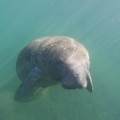 Create Listing: Private Crystal River Florida Manatee Swim Tour - 3hrs