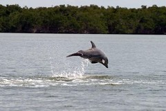 Create Listing: Everglades National Park - Birding, Dolphin, Wildlife Tours