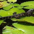 Create Listing: Orchids & Alligators Kayak Eco Tour - 3 Hours • All Ages