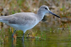 Create Listing: Guided Swamp Walk - 3 Hours • All Ages