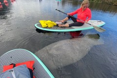 Create Listing: Wildlife Paddle Board or Kayak Adventure at Blue Spring