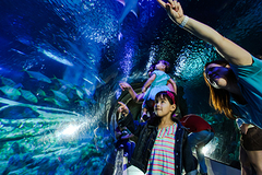 Create Listing: Sea Life Aquarium Orlando (Save up to 30%!)