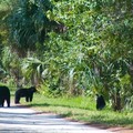 Create Listing: Black Bear Discovery Hike -4 hours