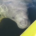 Create Listing: Manatee Discovery Tour - 3hours