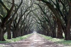 Create Listing: Creole Plantation Tour - 6.5hrs