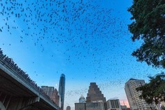 Create Listing: Sunset Congress Avenue Bat Bridge Tour - 2hrs