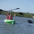 Create Listing: Eco Tour Kayaking with Dolphins St. Augustine - 2hrs